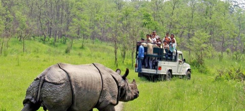 Jungle Safari Tour in Chitwan National Park