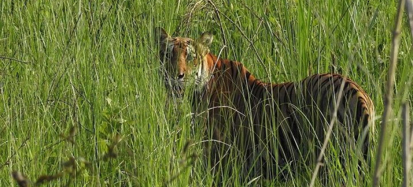 Jungle Safari Tour in Chitwan National Park