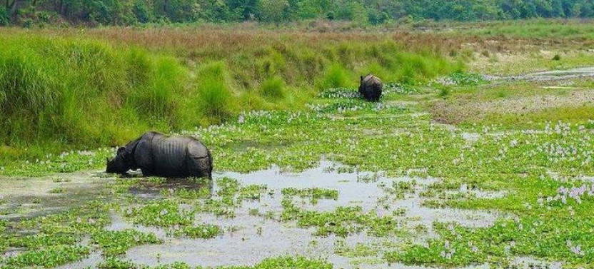 Jungle Safari Tour in Chitwan National Park