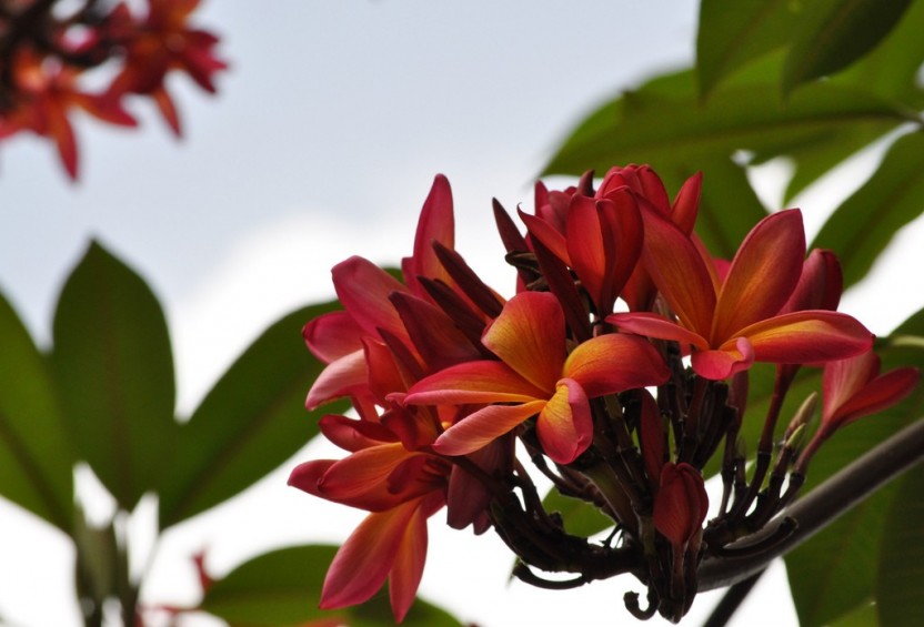 Andromeda Gardens and Shopping in Holetown