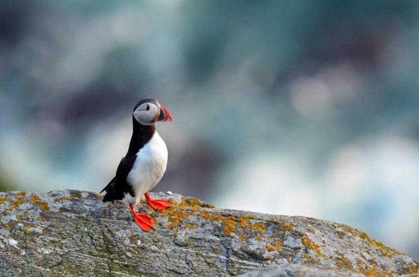 Puffin Inclusive