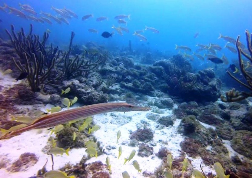 PADI Open Water Diver