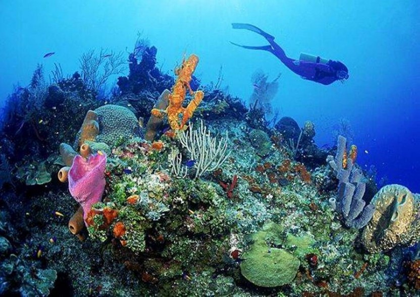 PADI Open Water Diver
