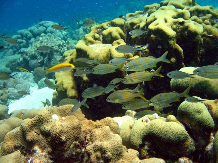 PADI Advanced Open Water