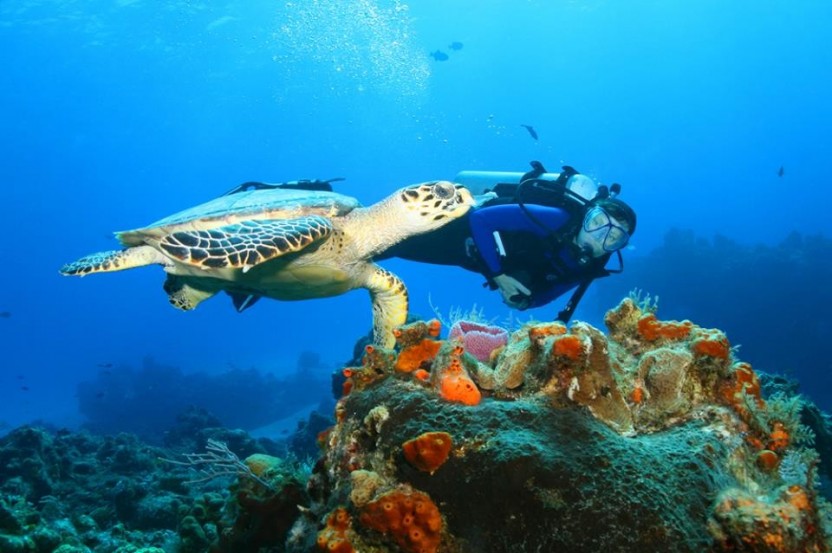 4 Tank Package (rental gear)