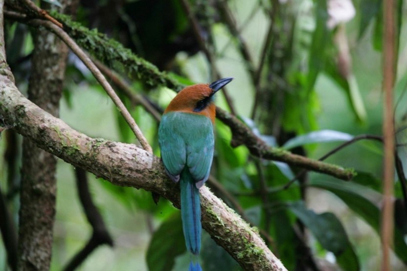Guided Birdwatching Hike – Castries Waterworks Forest Reserve, St. Lucia