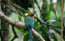 Rainforest Adventures: Bird Watching Tour