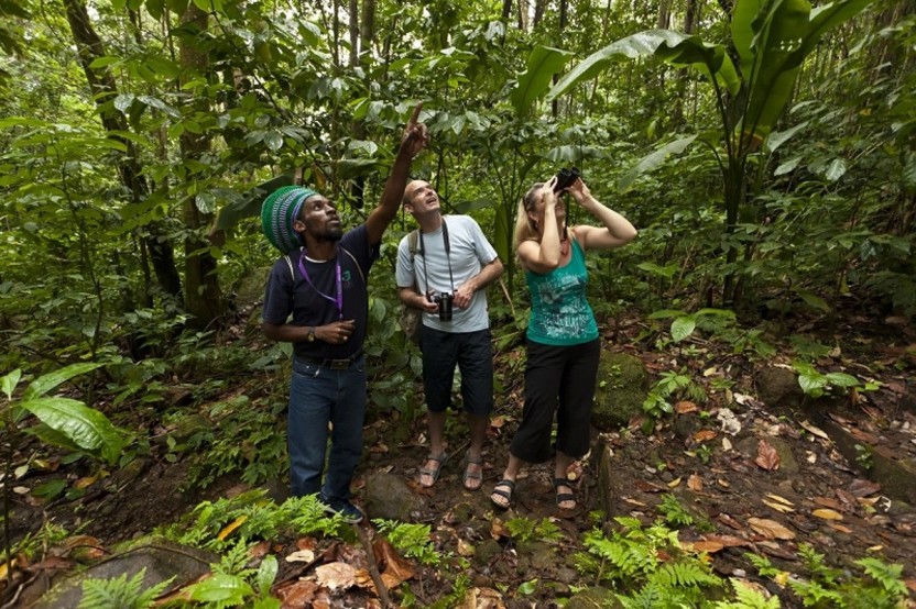 Rainforest Adventures: Bird Watching Tour