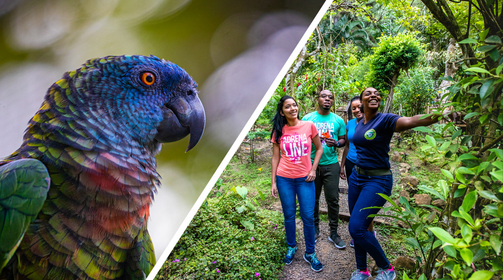 Rainforest Adventures St Lucia