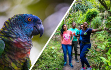 Rainforest Adventures: Bird Watching Tour