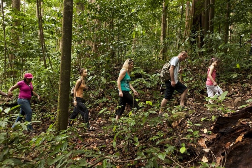 Rainforest Adventures: Jacquot Trail Hike
