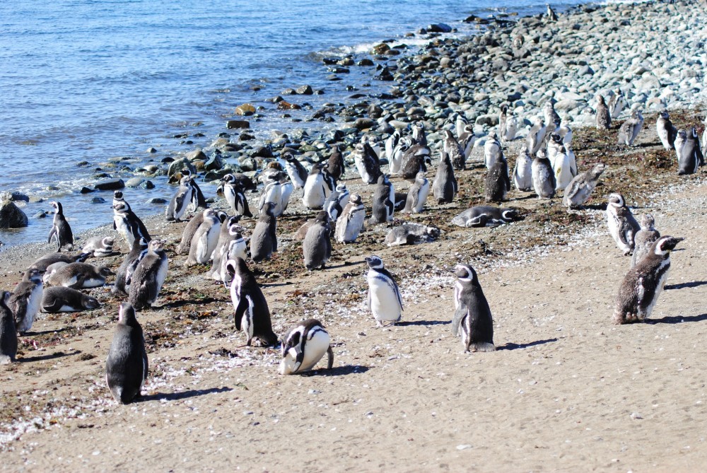 Magdalena Island, Magallanes Region