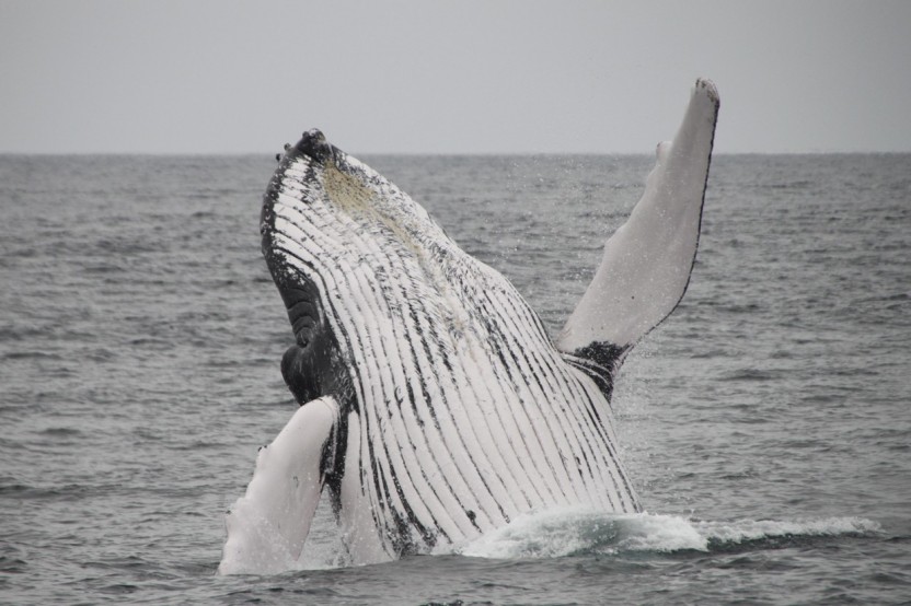 Whale Watching