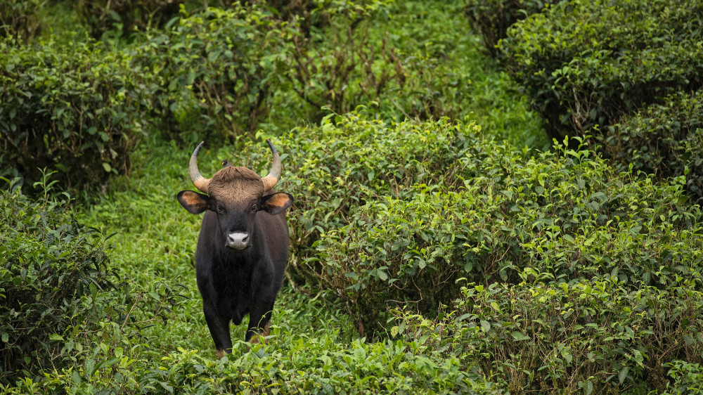 valparai 2 days trip