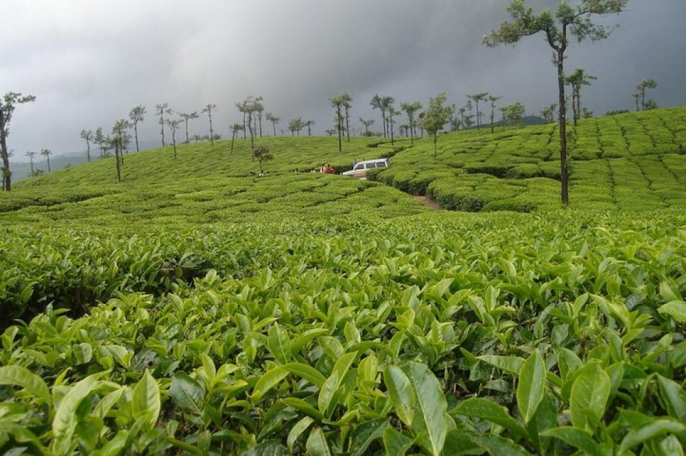 Kolukkumalai Trekking With Night Stay In Tent