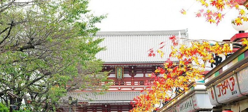 Private Tokyo Full-day Tour By Chartered Vehicle