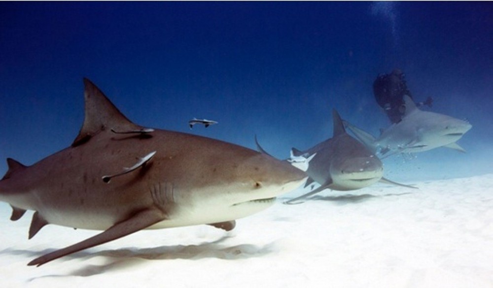 Bull Shark Dive ( 2 dives: 1 with BS, 1 in shallow reef)