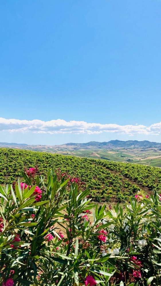 Italian Wine Workshop With Sicilian Organic Wine Makers