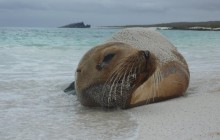 Galapagos Adventure 9 Days/8 Nights Millenuim Cruise