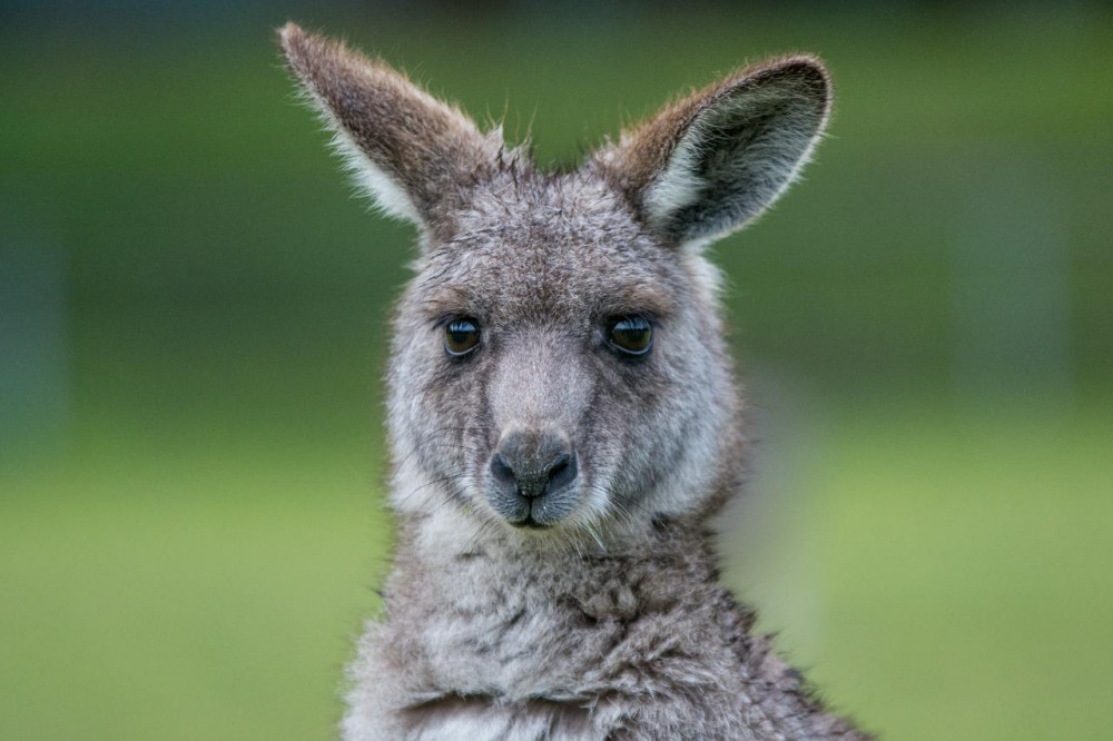 Great Ocean Road to Grampians 3 Day (Private Single Room)