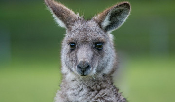 A picture of Great Ocean Road to Grampians 3 Day (Private Single Room)