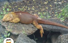 Middle of the world and Galapagos 10 Days/ 9 Nights