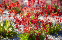 Autopia Tours (Western Australia)4