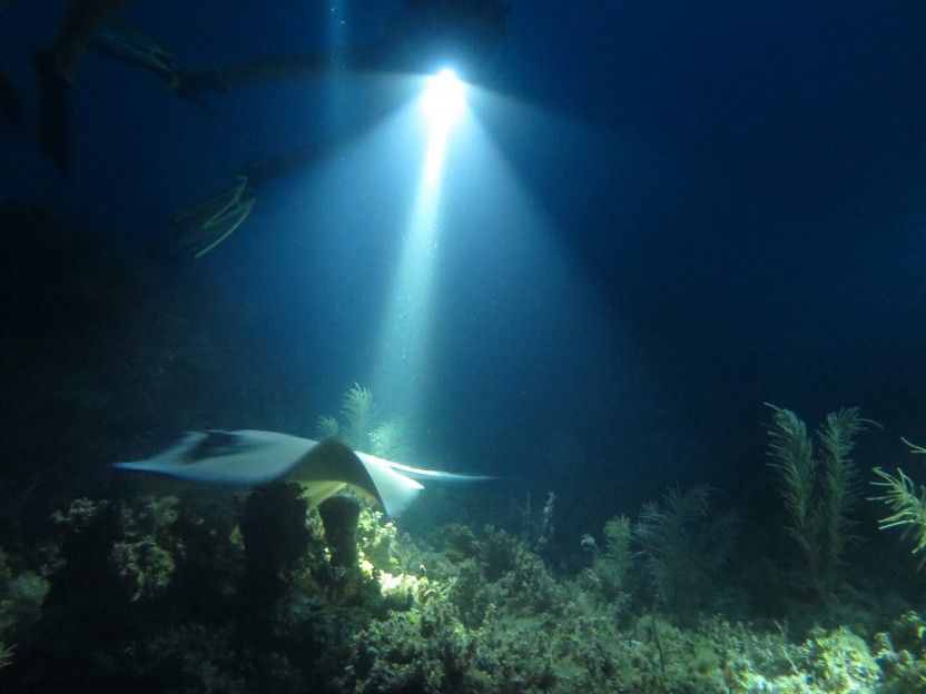Night Dives