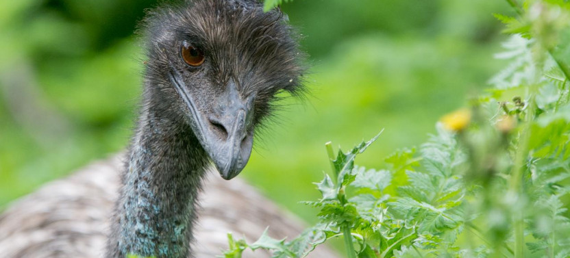 Grampians National Park & Wildlife Tour