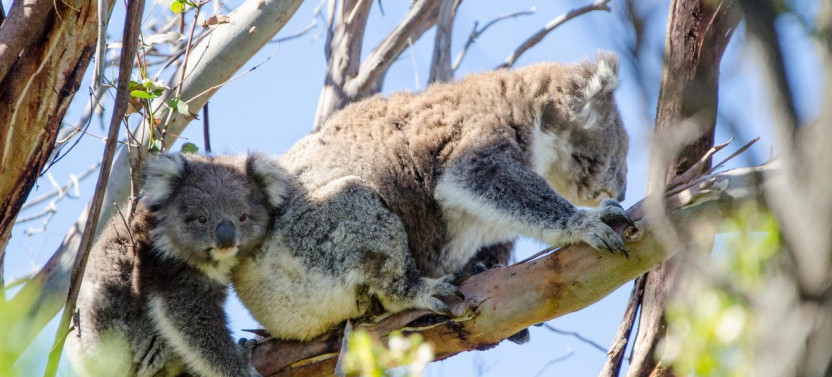 Great Ocean Road to Grampians 2 Day Original Tour (Shared Accommodation)