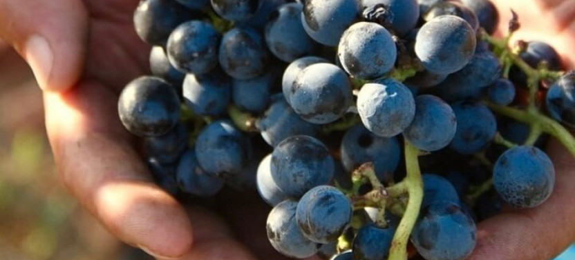 Small Group Wine Tasting & Luxury Lunch at Bodega Gamboa