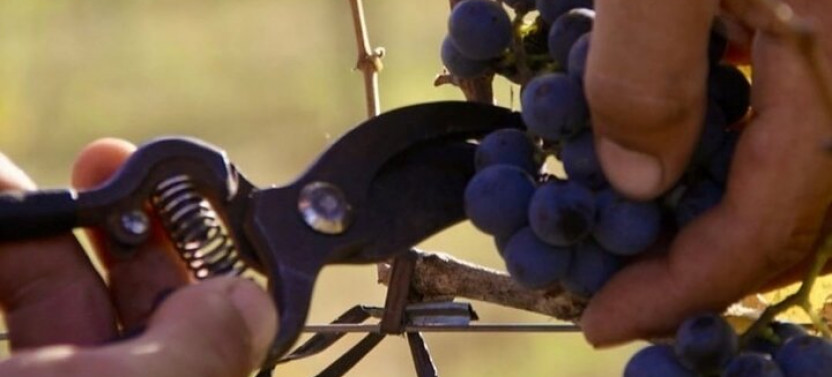 Small Group Wine Tasting & Luxury Lunch at Bodega Gamboa