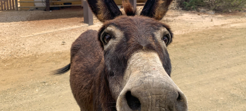 Donkey Sanctuary Tour With Local Guide