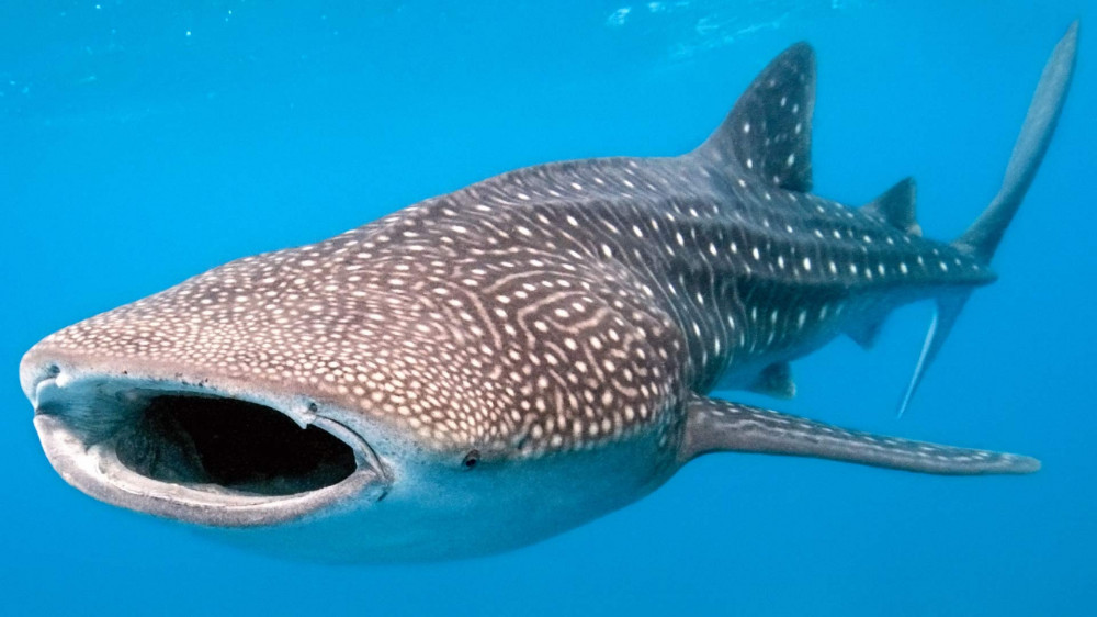 whale shark encounter cancun