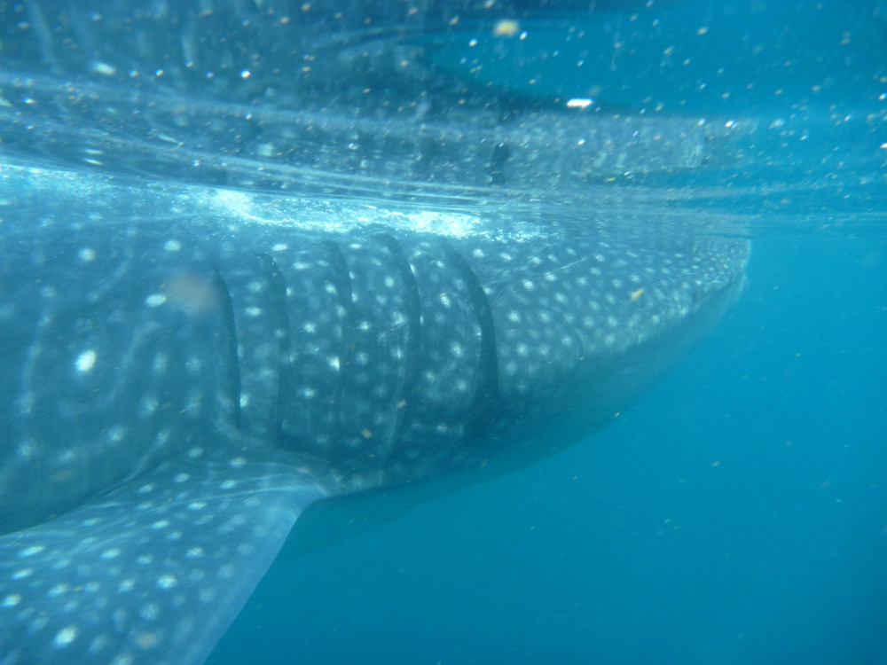 whale shark encounter cancun