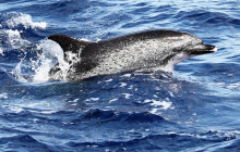 Azul Diving Madeira2