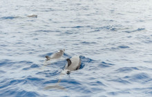 Azul Diving Madeira3