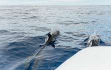 Azul Diving Madeira6