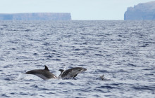 Azul Diving Madeira15