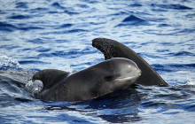 Azul Diving Madeira16