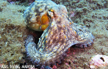 Azul Diving Madeira8