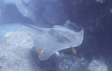 Azul Diving Madeira12