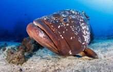 Azul Diving Madeira2