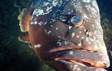 Azul Diving Madeira4