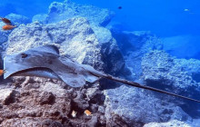 Azul Diving Madeira5