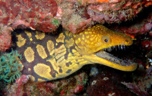 Azul Diving Madeira7