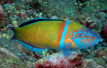 Azul Diving Madeira8