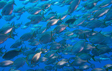 Azul Diving Madeira10