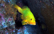 Azul Diving Madeira15