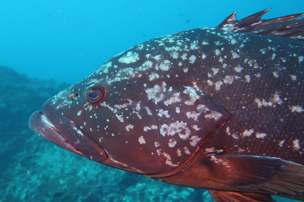 Azul Diving Madeira